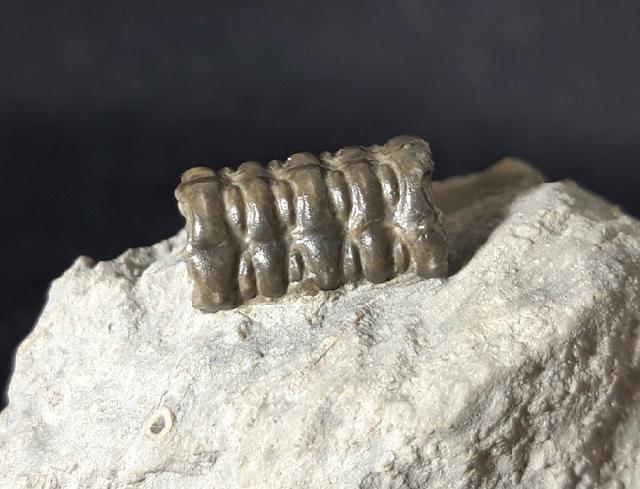 Balanocrinus subsulcatus (MNSTER in GOLDFUSS 1831) - Bild © FossNet FossilienStore